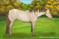 Horse Color:Grullo Pearl