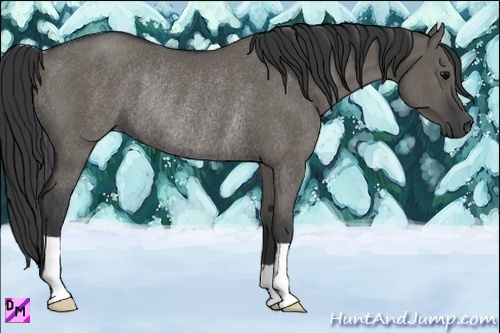 Horse Color:Grullo Rabicano 