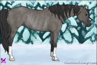 Horse Color:Grullo Rabicano 