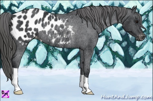 Horse Color:Black Appaloosa Rabicano