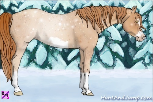 Horse Color:Gold Champagne Splash Frame 