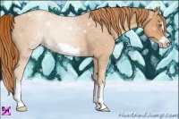 Horse Color:Gold Champagne Splash Frame