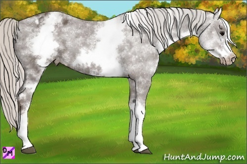 Horse Color:White Spotted Silver Black Splash Frame Varnish 