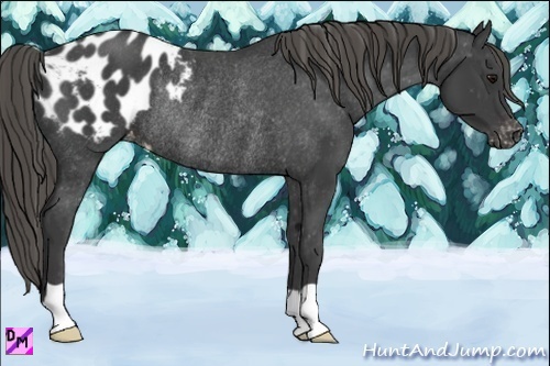 Horse Color:Smoky Black Varnish Rabicano 