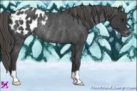 Horse Color:Smoky Black Varnish Rabicano