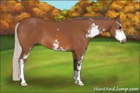 Horse Color:Silver Bay Sabino 
