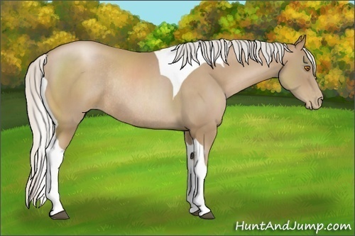 Horse Color:Silver Black Pearl Sabino Tobiano Rabicano