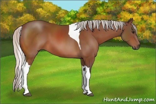Horse Color:Silver Bay Sabino Tobiano 