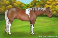 Horse Color:Silver Bay Sabino Tobiano