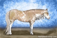 Horse Color:Silver Black Pearl Sabino