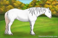 Horse Color:Buckskin Pearl Sabino Frame Appaloosa 