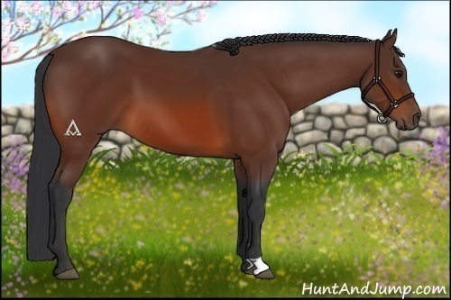 Horse Color:Bay 
