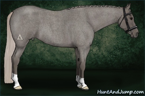 Horse Color:Silver Blue Roan 