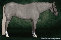 Horse Color:Silver Blue Roan 