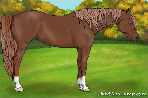 Horse Color:Chestnut 