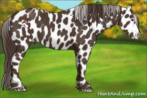Horse Color:Liver Chestnut Appaloosa 