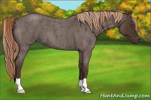 Horse Color:Liver Red Roan 