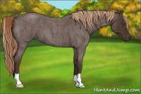 Horse Color:Liver Red Roan 