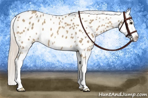 Horse Color:Palomino Sabino Leopard 