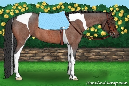 Horse Color:Bay Roan Tobiano 