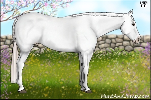 Horse Color:Chocolate Palomino Appaloosa 