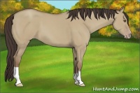 Horse Color:Classic Champagne Dun 