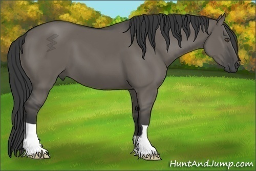Horse Color:Unknown 
