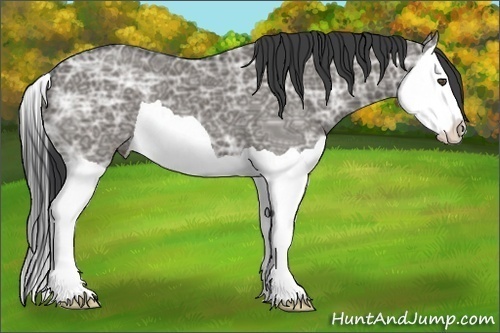 Horse Color:Grullo Ice Splash 