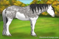 Horse Color:Grullo Ice Splash 