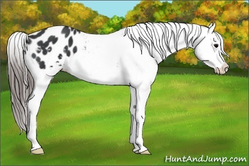 Horse Color:Black Appaloosa