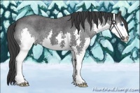 Horse Color:Blue Roan Sabino Splash