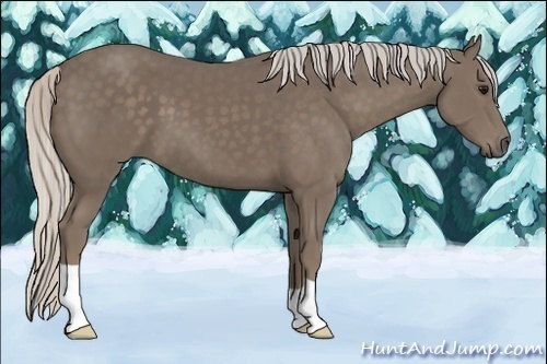 Horse Color:Silver Smoky Black