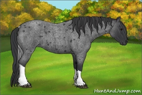 Horse Color:Blue Roan Tobiano 