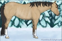 Horse Color:Buckskin Dun Rabicano