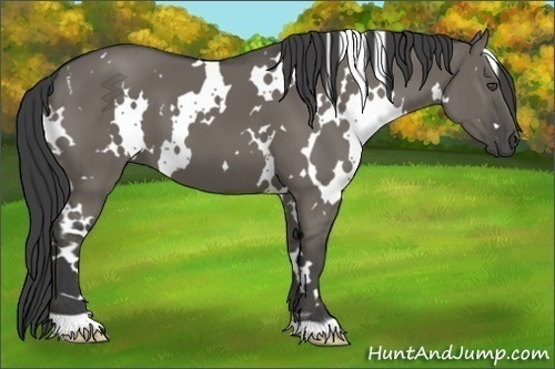 Horse Color:White Spotted Smoky Grullo