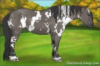 Horse Color:White Spotted Smoky Grullo 