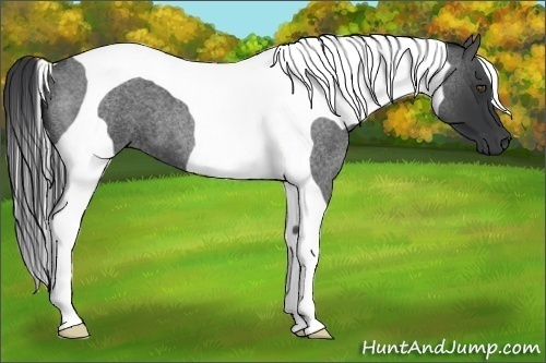 Horse Color:Blue Roan Tobiano