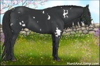 Horse Color:White Spotted Black Splash Rabicano