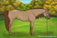 Horse Color:Red Dun Sabino