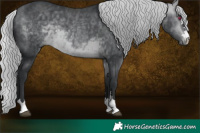 Horse Color:Silver Bay Chinchilla 