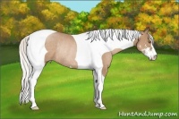 Horse Color:Silver Black Pearl Sabino Tobiano Rabicano