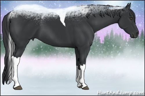 Horse Color:Black Tobiano