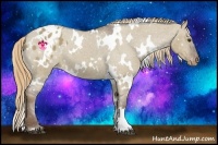 Horse Color:White Spotted Liver Red Dun Appaloosa 