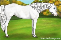 Horse Color:Silver Smoky Black Splash Appaloosa