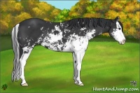 Horse Color:Black Sabino Splash 
