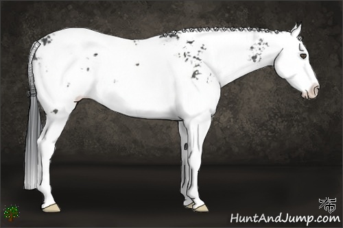 Horse Color:Black Sabino Splash