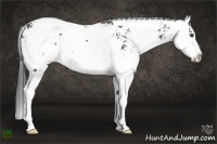 Horse Color:Black Sabino Splash