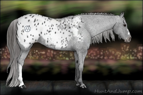 Horse Color:Black Appaloosa 