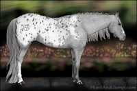 Horse Color:Black Appaloosa