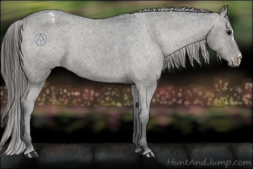 Horse Color:Grullo Varnish